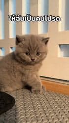 ตัวอย่างผลงานของอินฟลูเอนเซอร์