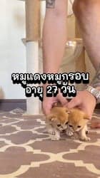 ตัวอย่างผลงานของอินฟลูเอนเซอร์