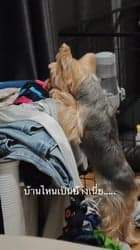ตัวอย่างผลงานของอินฟลูเอนเซอร์