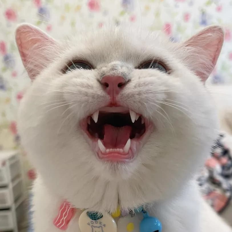 อินฟลูเอนเซอร์ TikTok ผู้ติดตาม 100K+