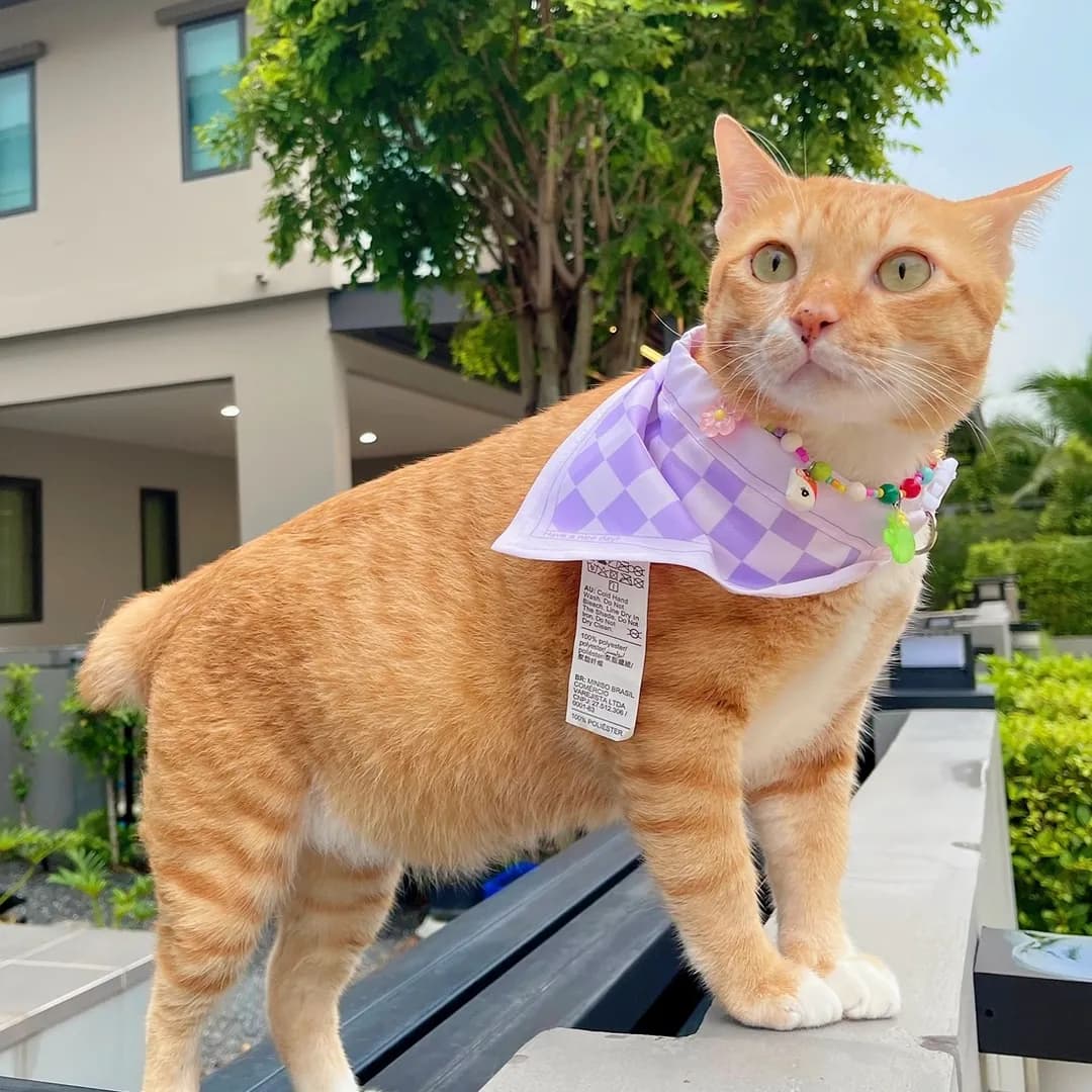อินฟลูเอนเซอร์ TikTok ผู้ติดตาม 10K+