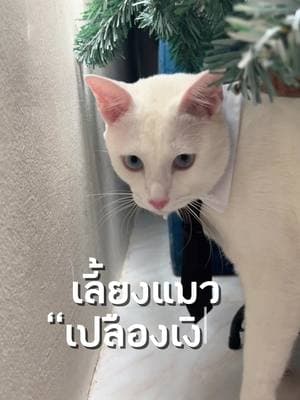 ตัวอย่างผลงานของอินฟลูเอนเซอร์