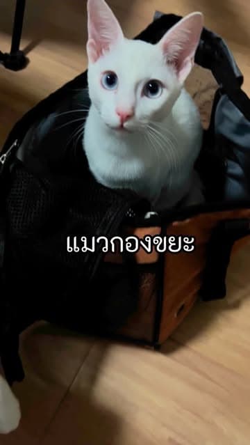 ตัวอย่างผลงานของอินฟลูเอนเซอร์