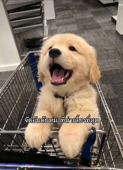 ตัวอย่างผลงานของอินฟลูเอนเซอร์