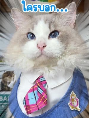 ตัวอย่างผลงานของอินฟลูเอนเซอร์